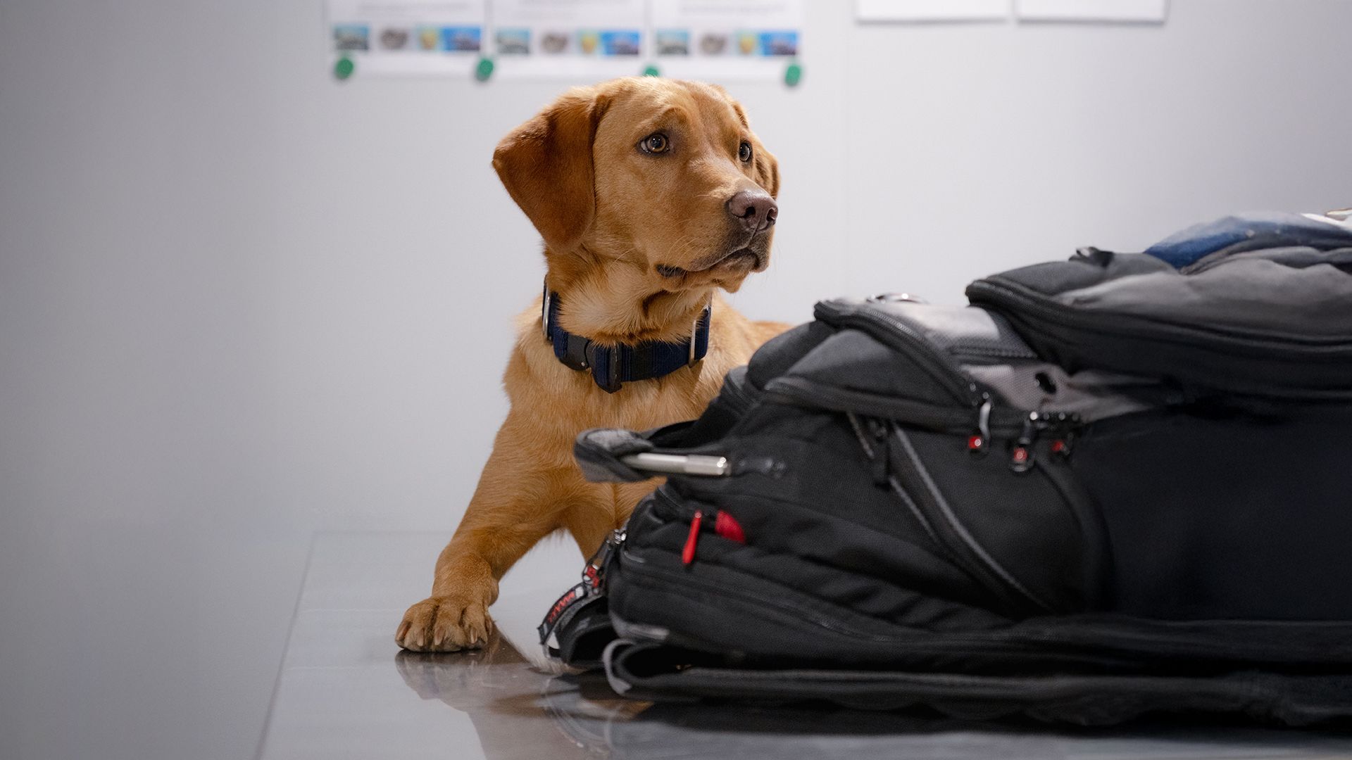 ‹1607 kg› di stupefacenti