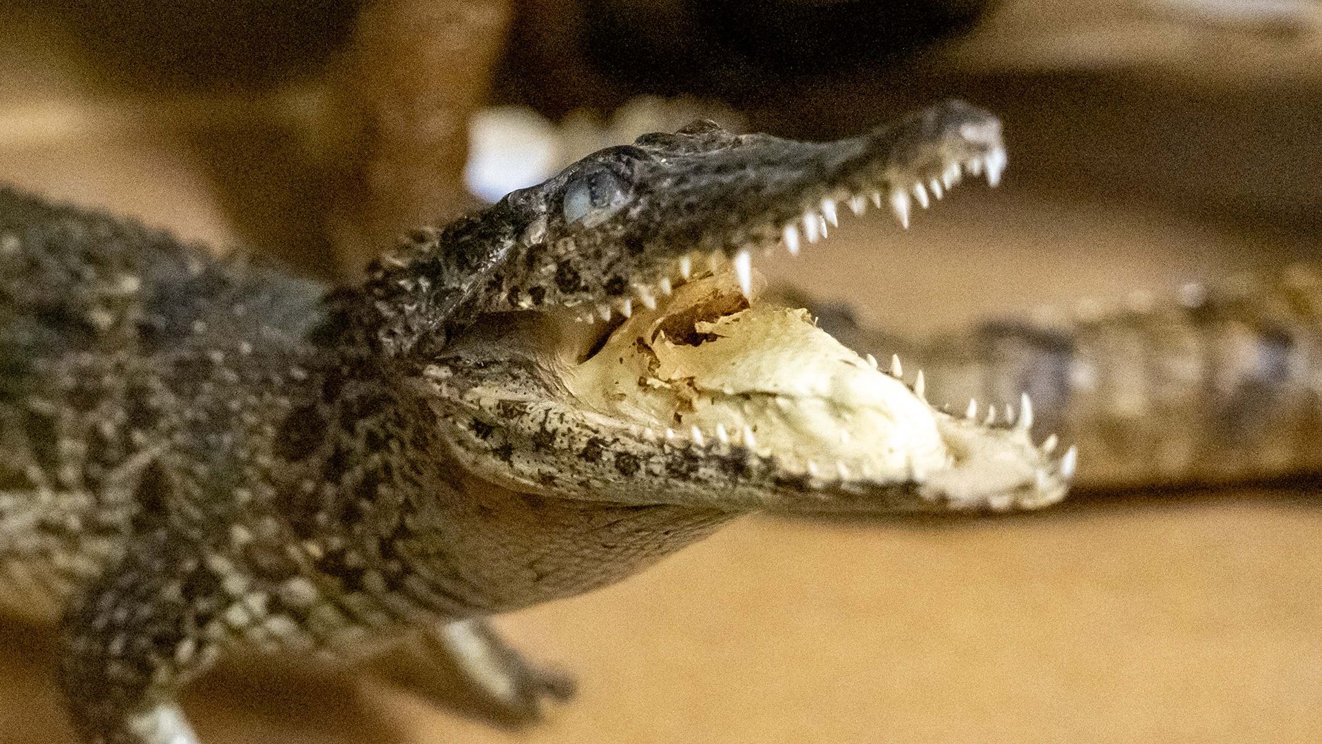 Une ‹tête de crocodile› dans les bagages